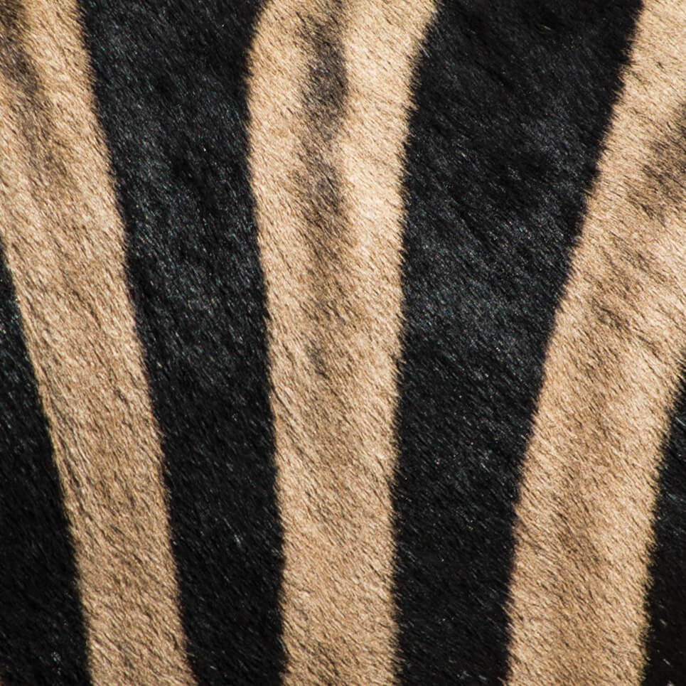 Dekorasyonda Zebra Desenler Nasıl Kullanılır?
