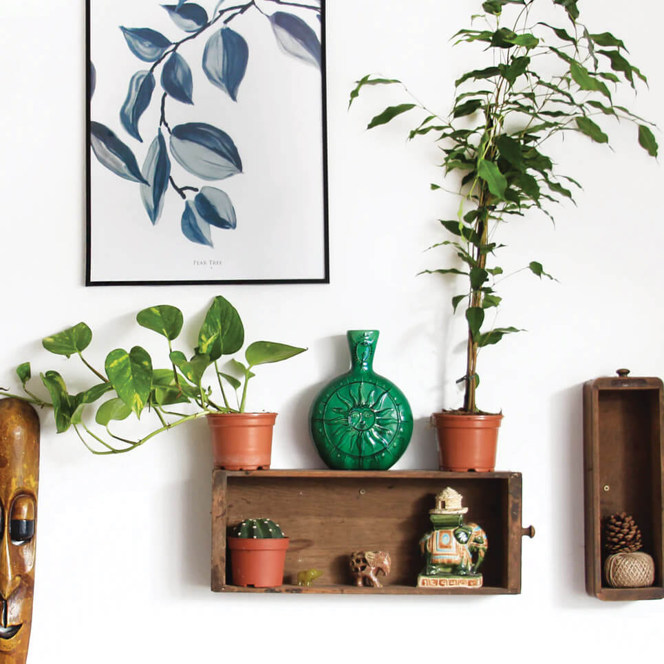 Ev bitkileri ile yaratıcı duvar dekorasyonu fikirleri